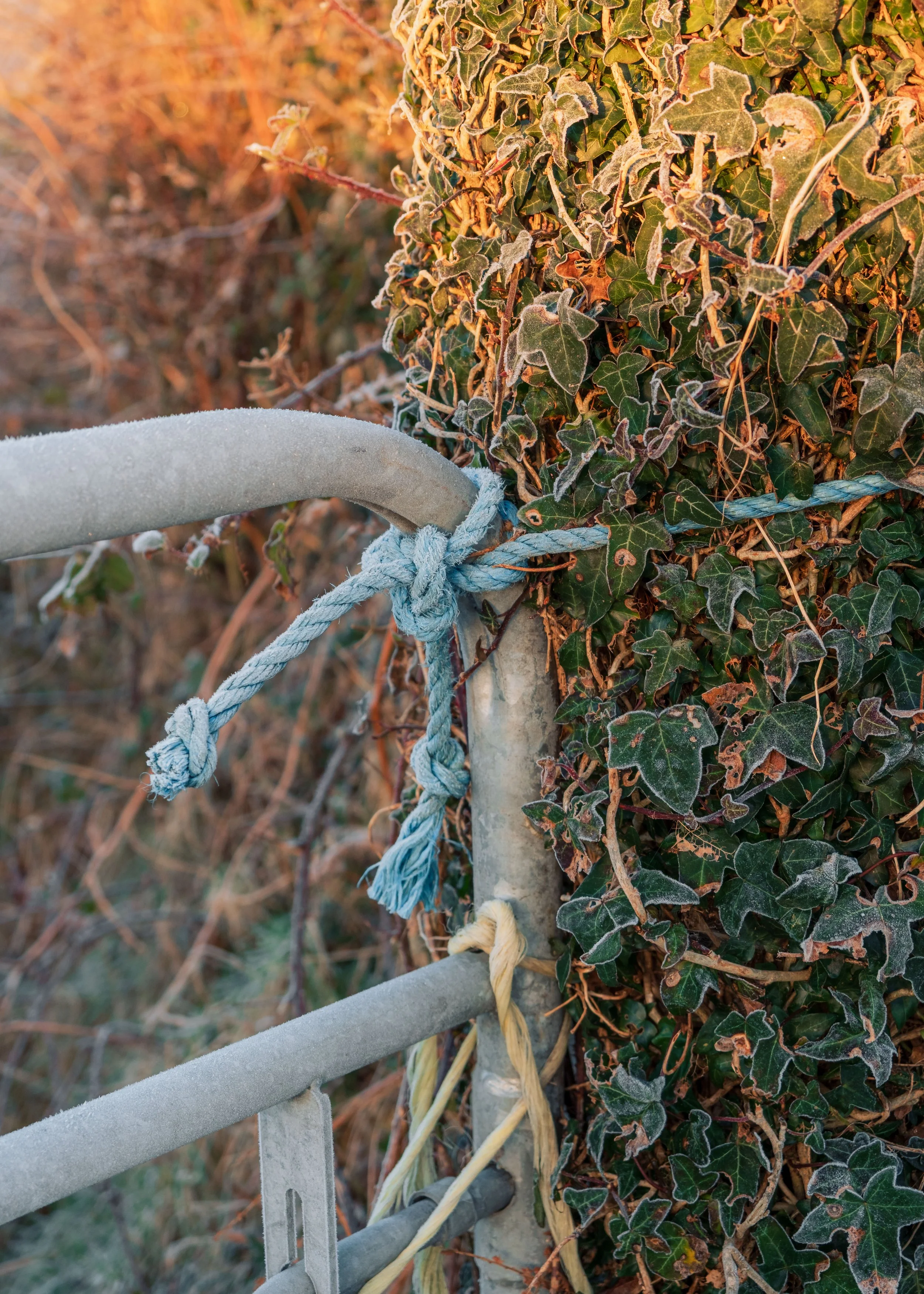 Frosty January Morning - Fujifilm X-H2 XF16-80mm-12.jpg