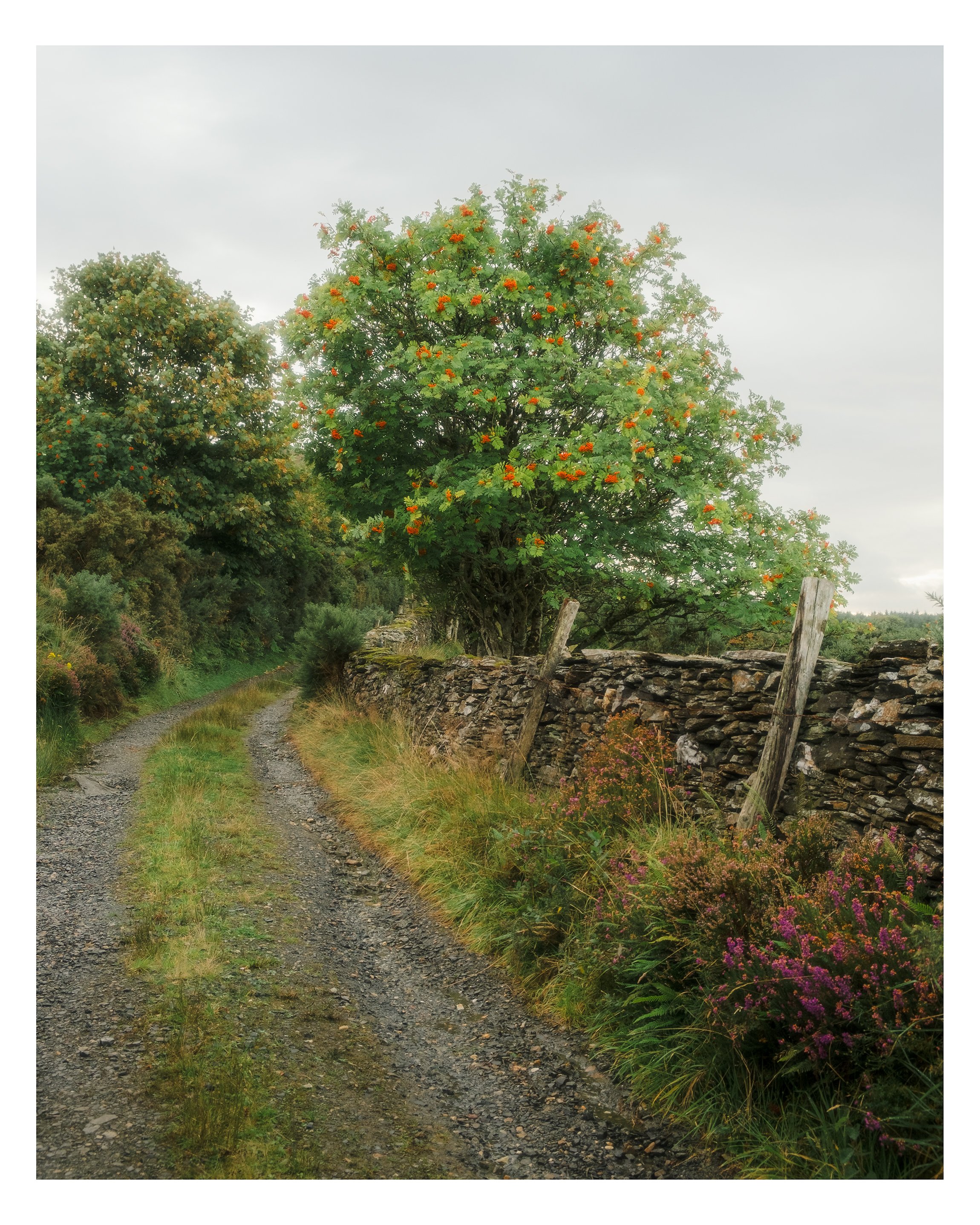 country lane donegal 4x5 white border.jpg