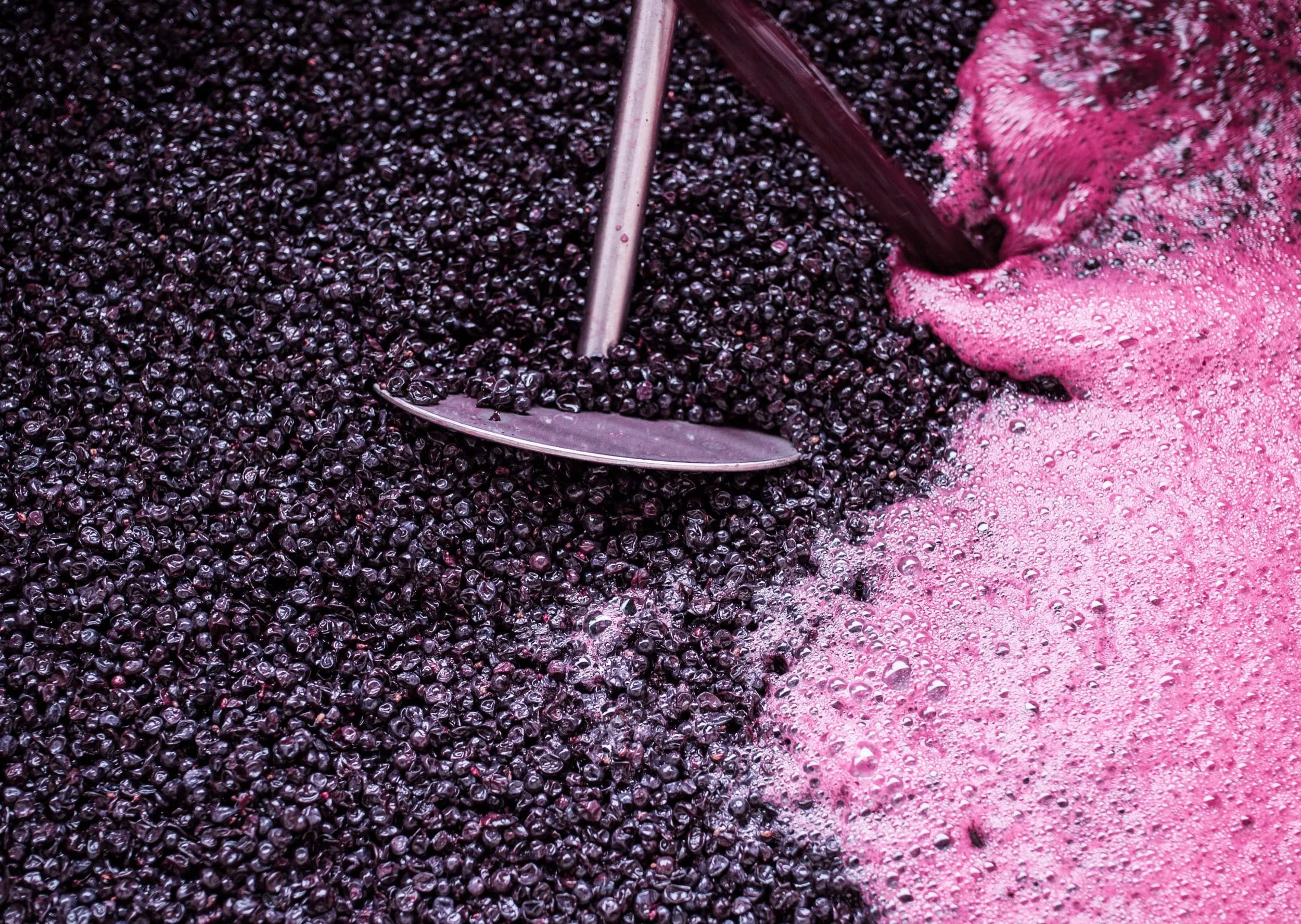 Natural Yeast Fermentation in Wine LITTLEWINE The winemakerled