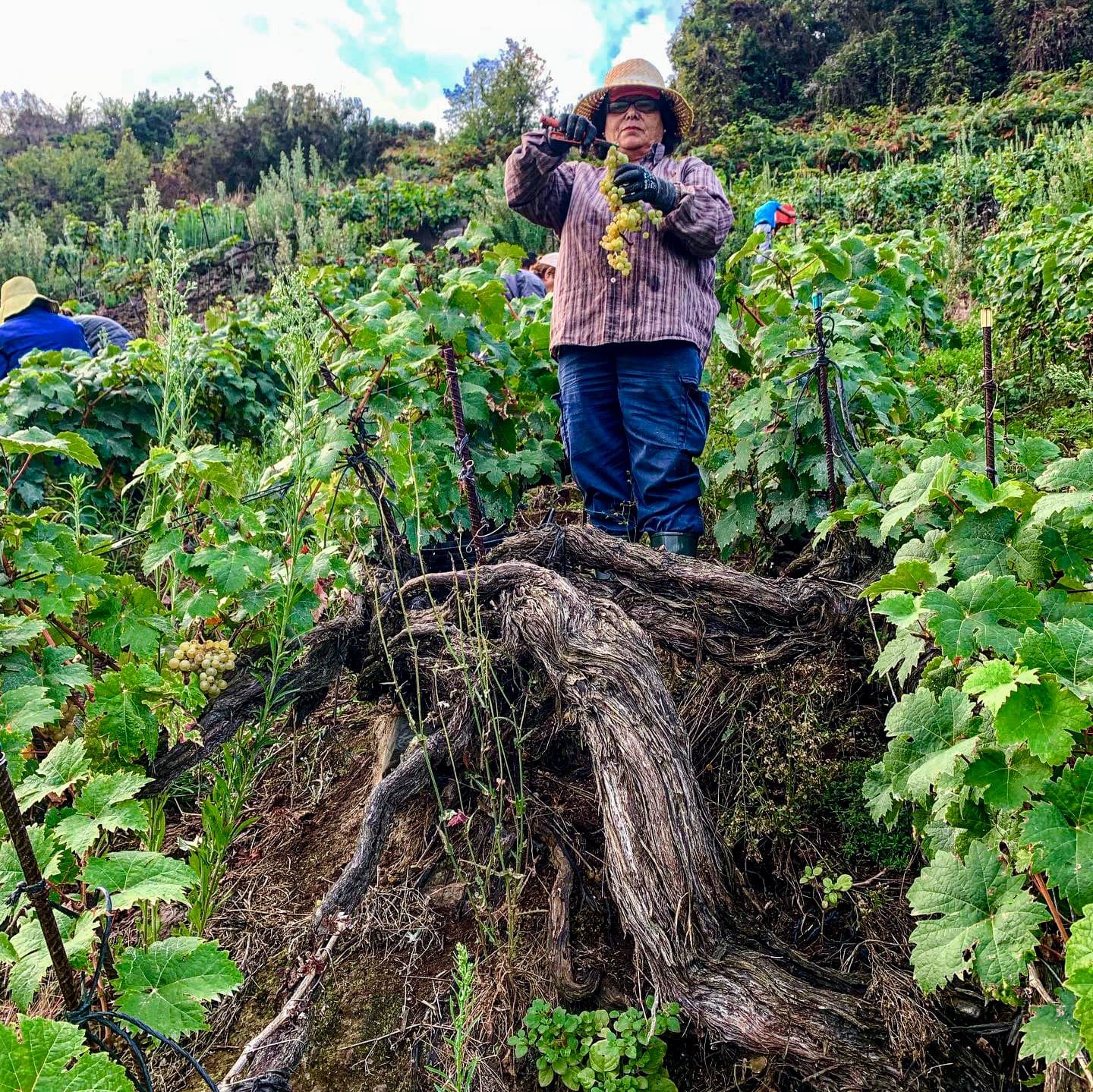 Suertes del Marqués | LITTLEWINE | The knowledge platform