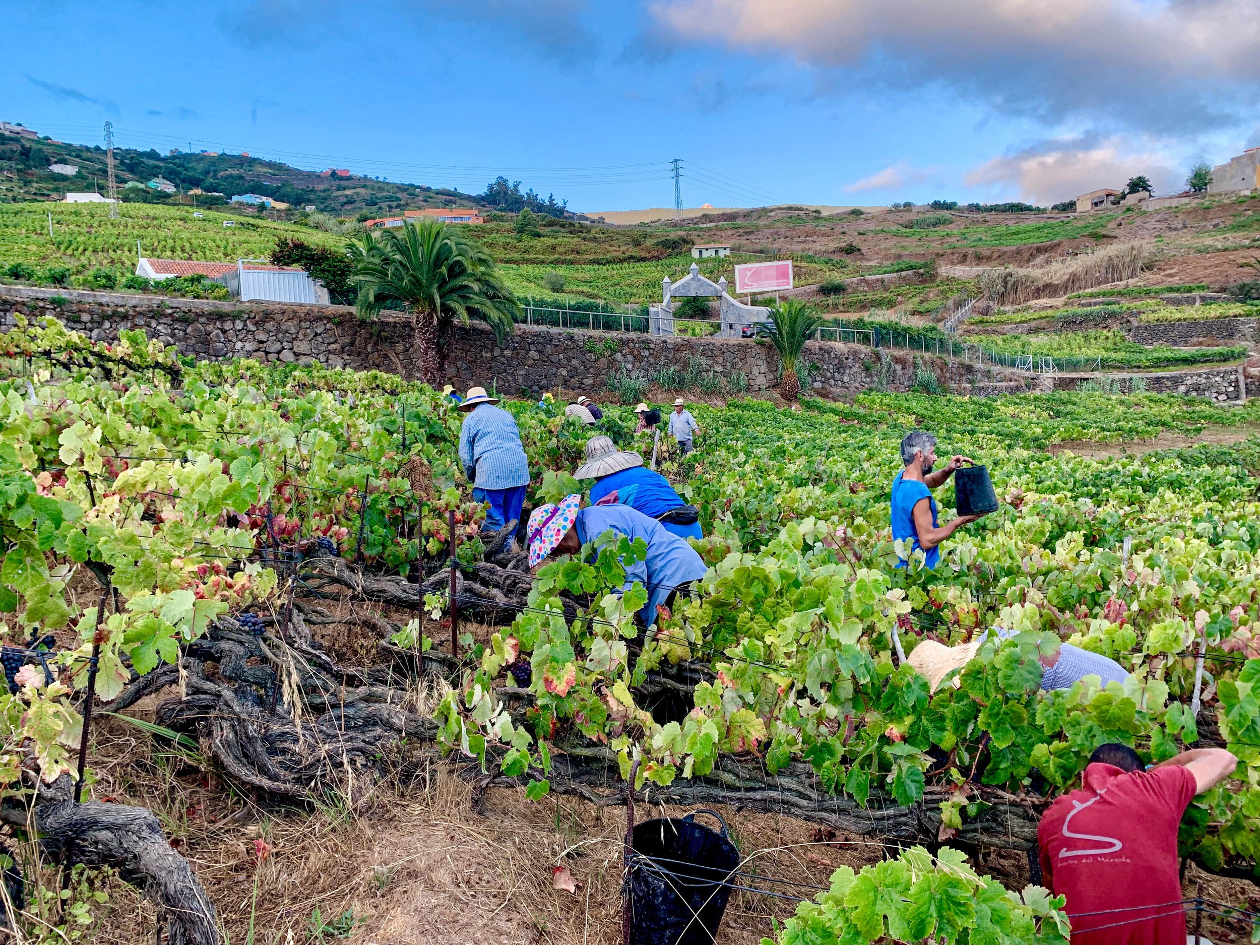 Suertes del Marqués | LITTLEWINE | The knowledge platform