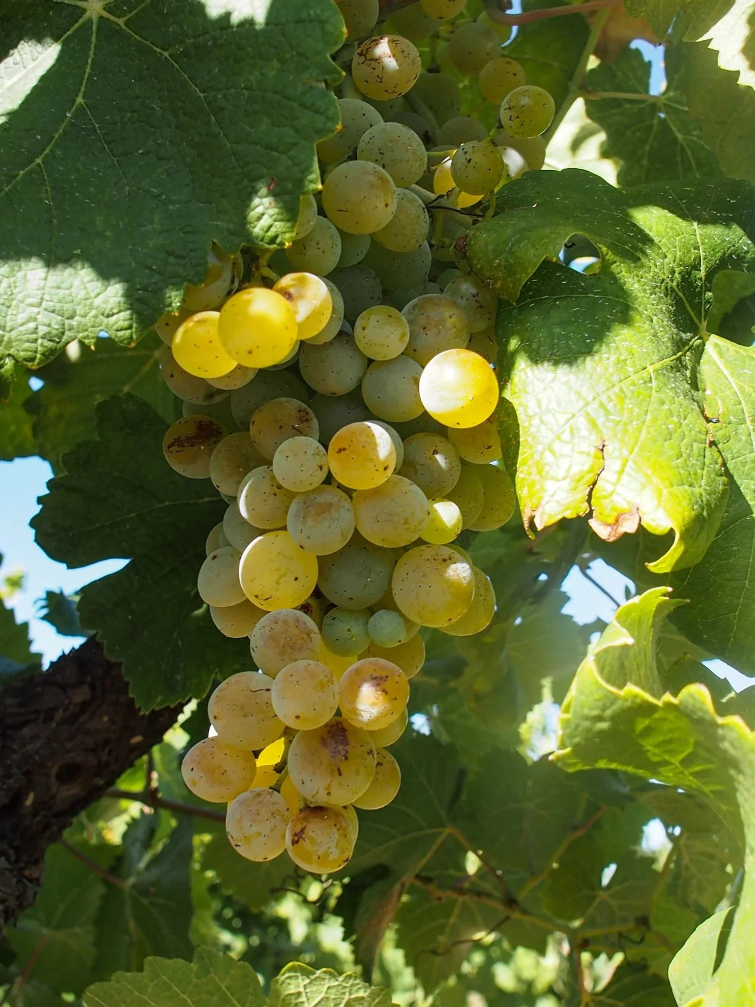 Jean David | LITTLEWINE | The knowledge platform