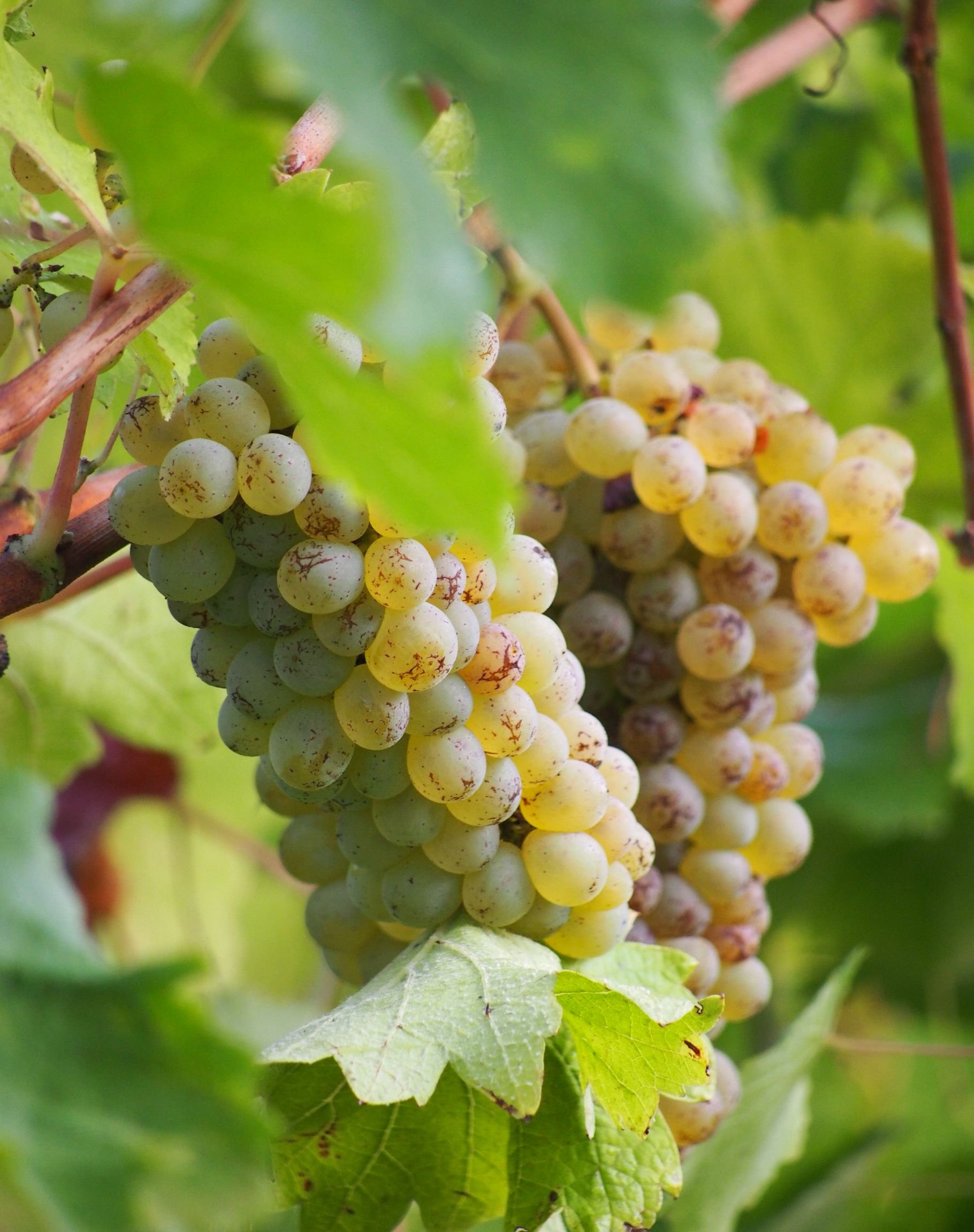White Wine Grapes Vineyard Popular White Wine Grapes Top 12 White