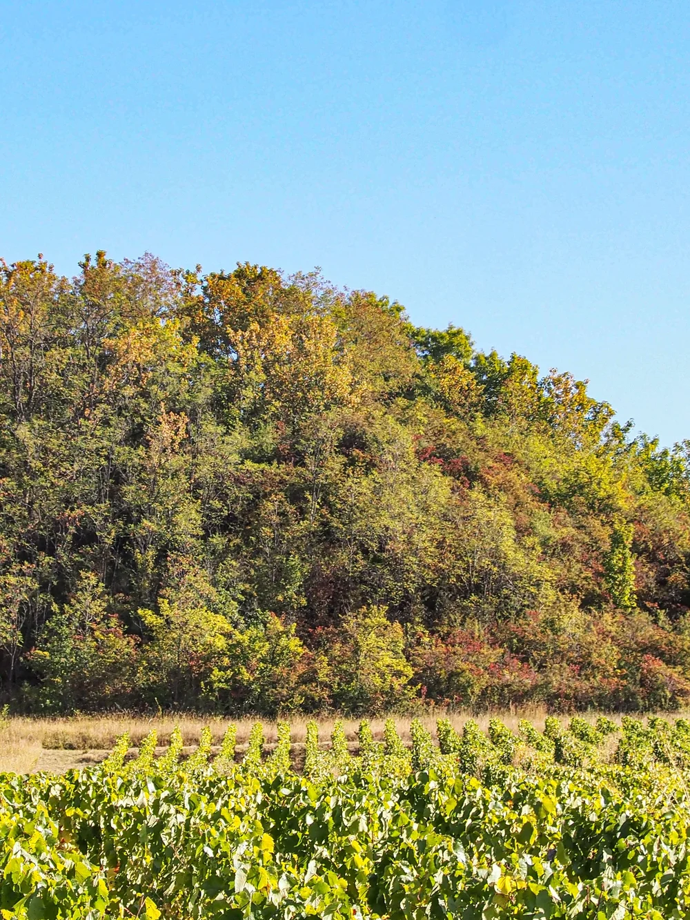 Domaine des Rouges Queues | LITTLEWINE | The winemaker-led platform