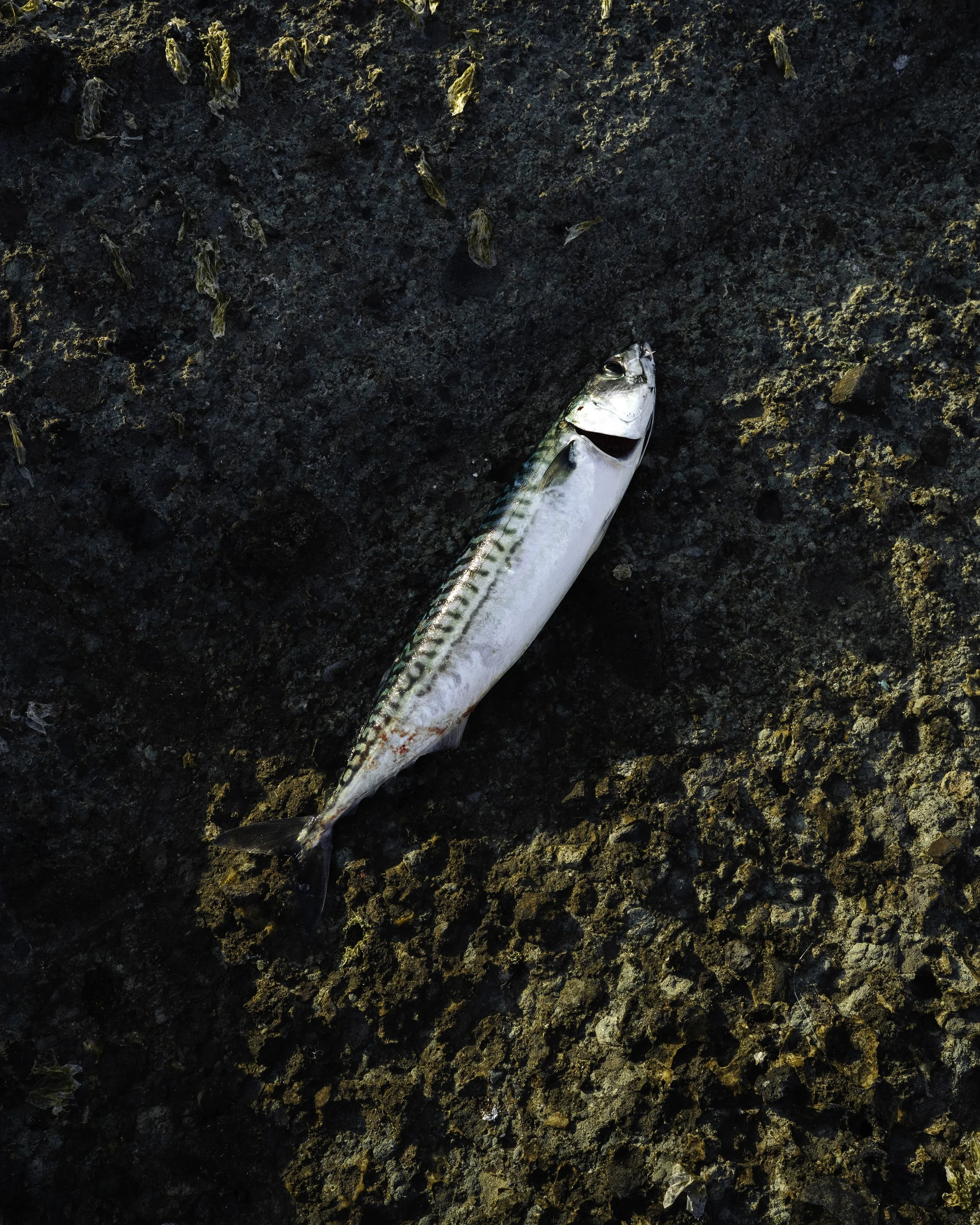 James - Beatha Studio