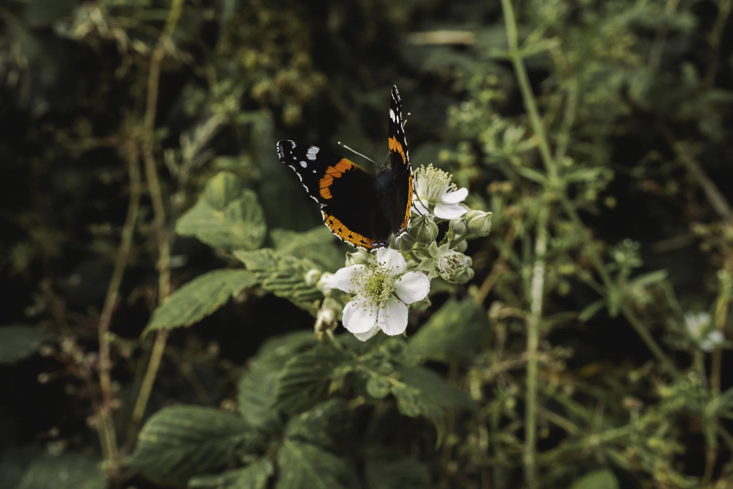 Irish Coastline - Beatha Studio