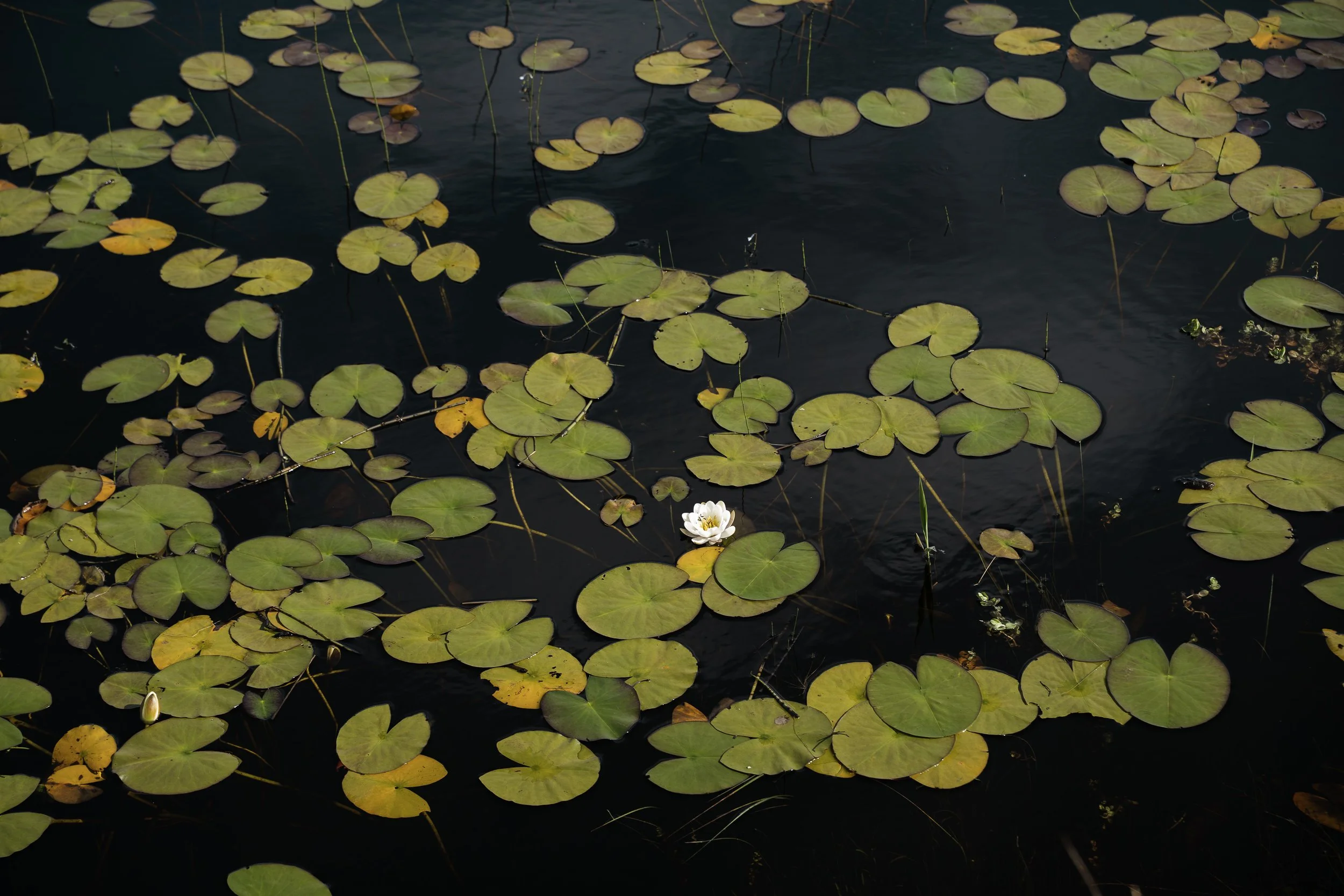 Irish Coastline - Beatha Studio