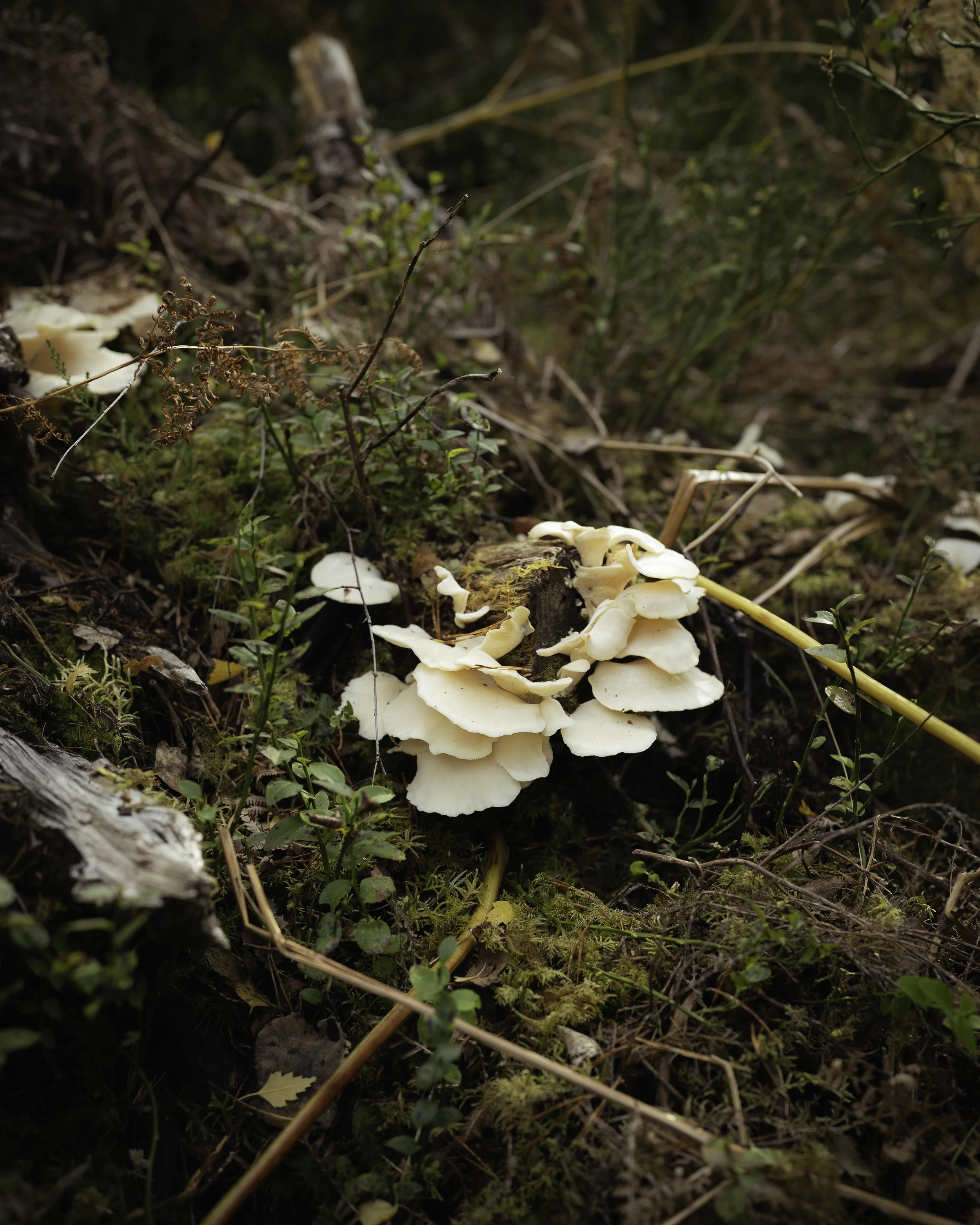 Scottish Highlands - Beatha Studio