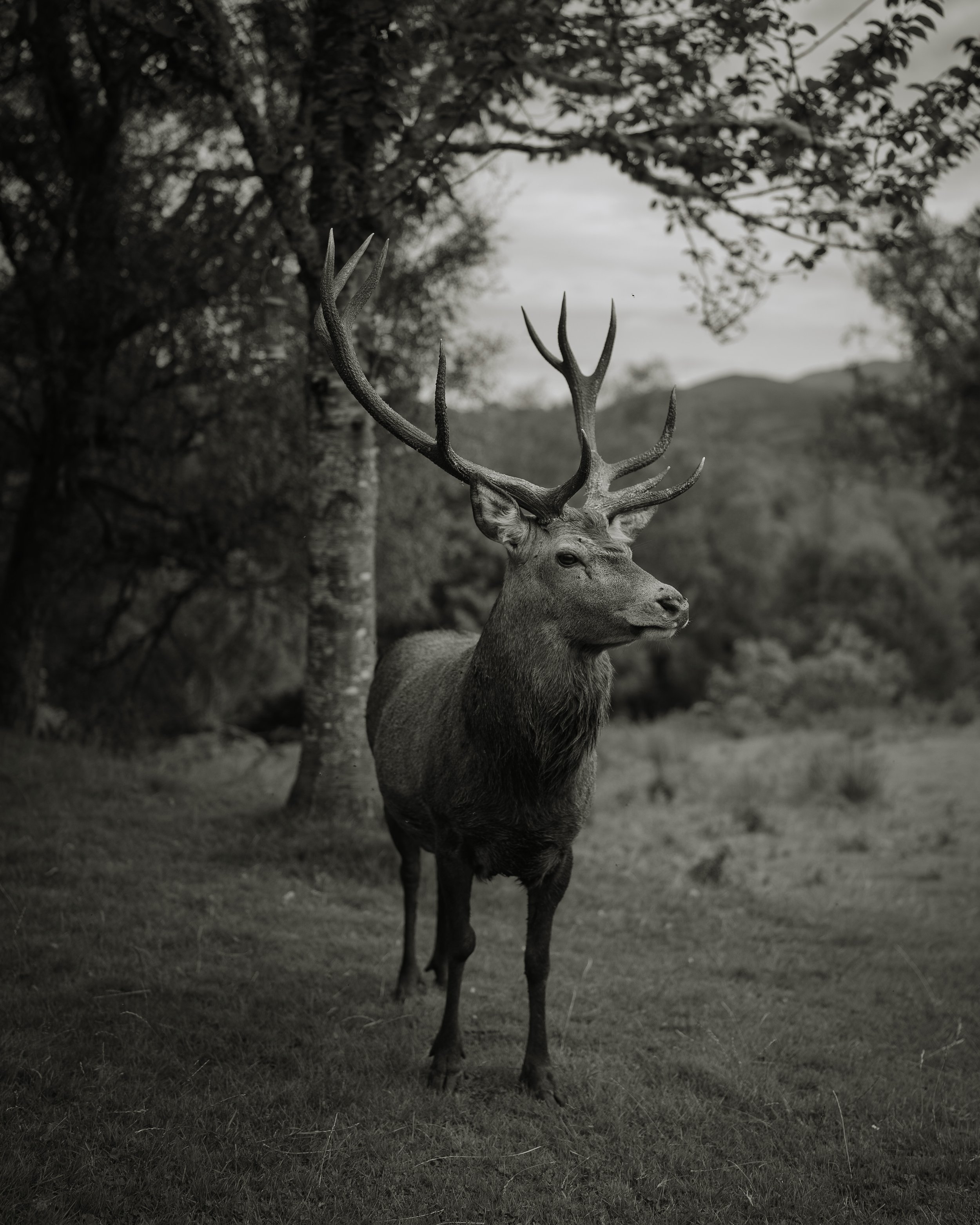 Scottish Highlands - Beatha Studio