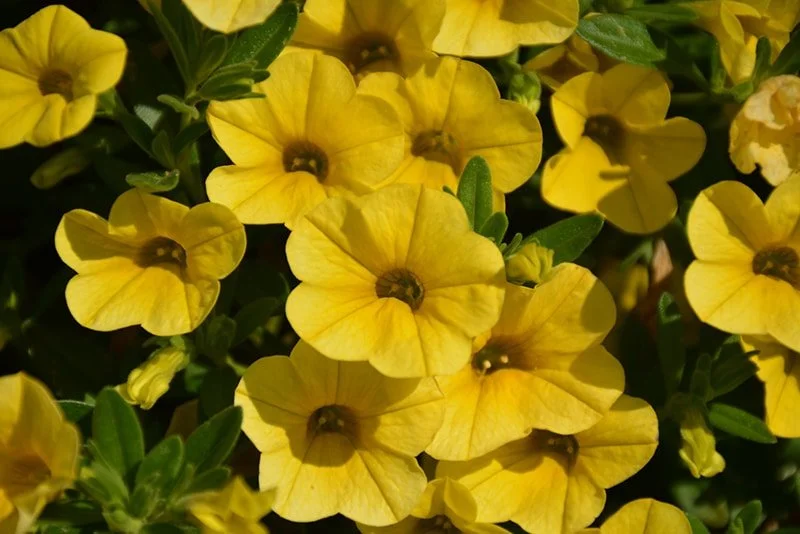 Superbellsreg-Yellow-Calibrachoa.jpg