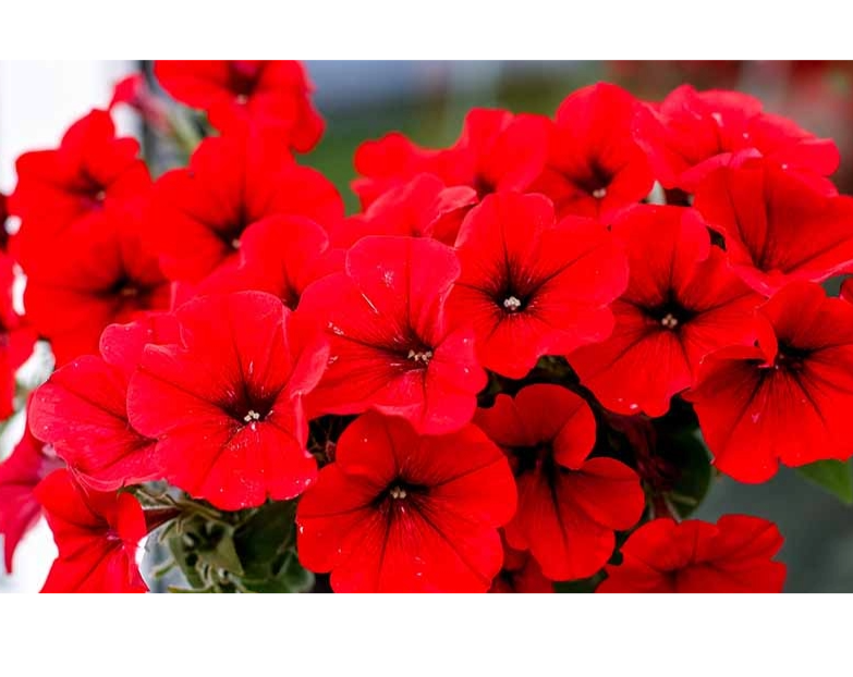 Best-Red-Petunias-FB.png