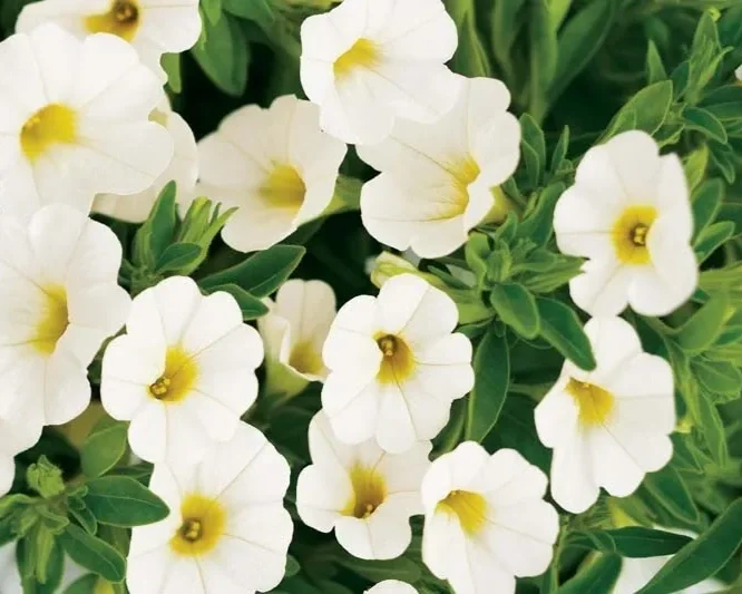 Calibrachoa-Superbells-White.webp