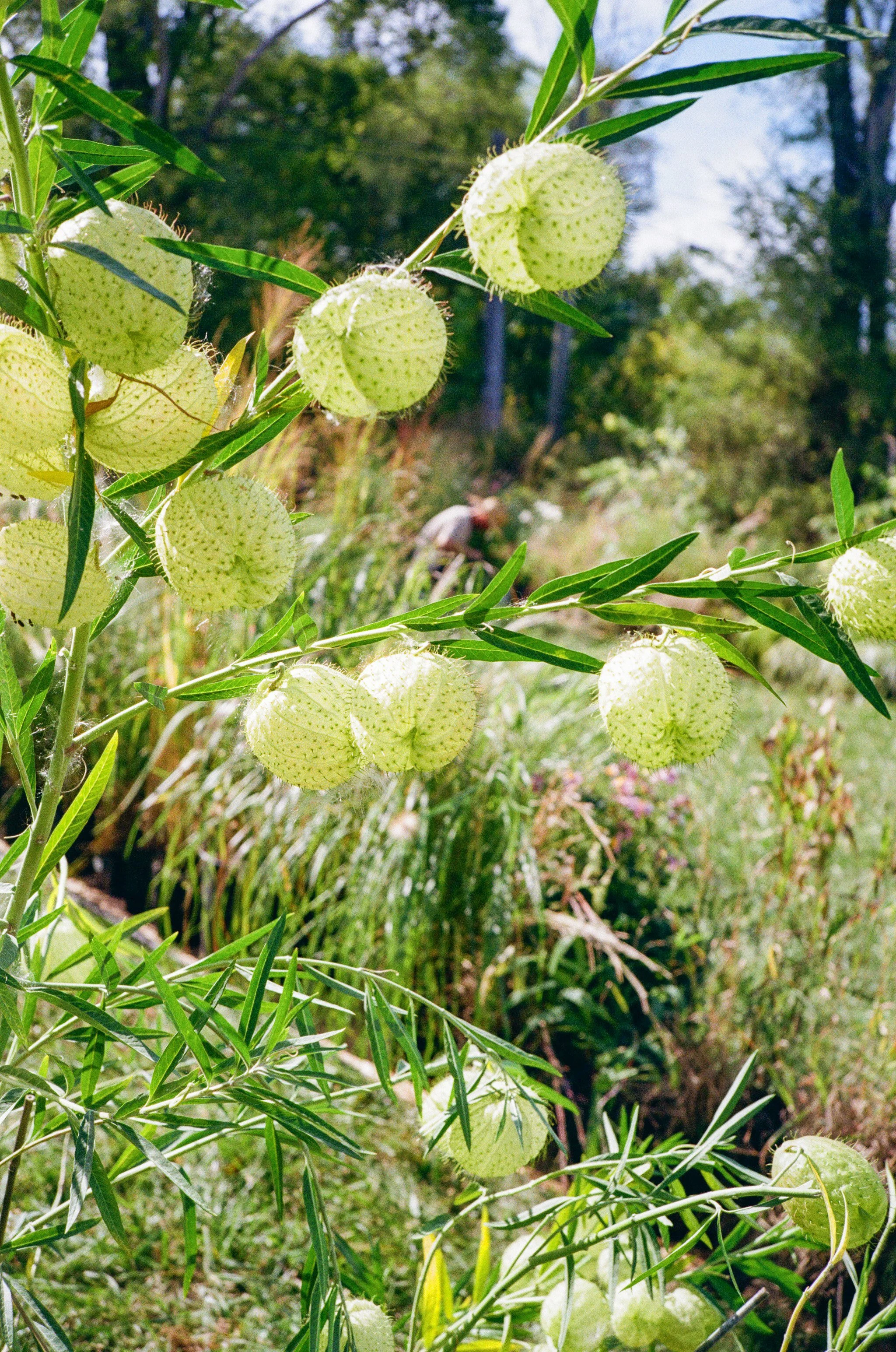 MOP-OCT25-1-12 copy.jpg