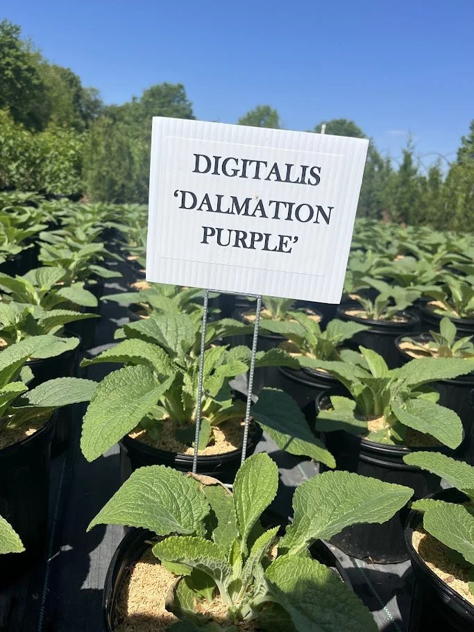 DALMATION PURPLE.jpg