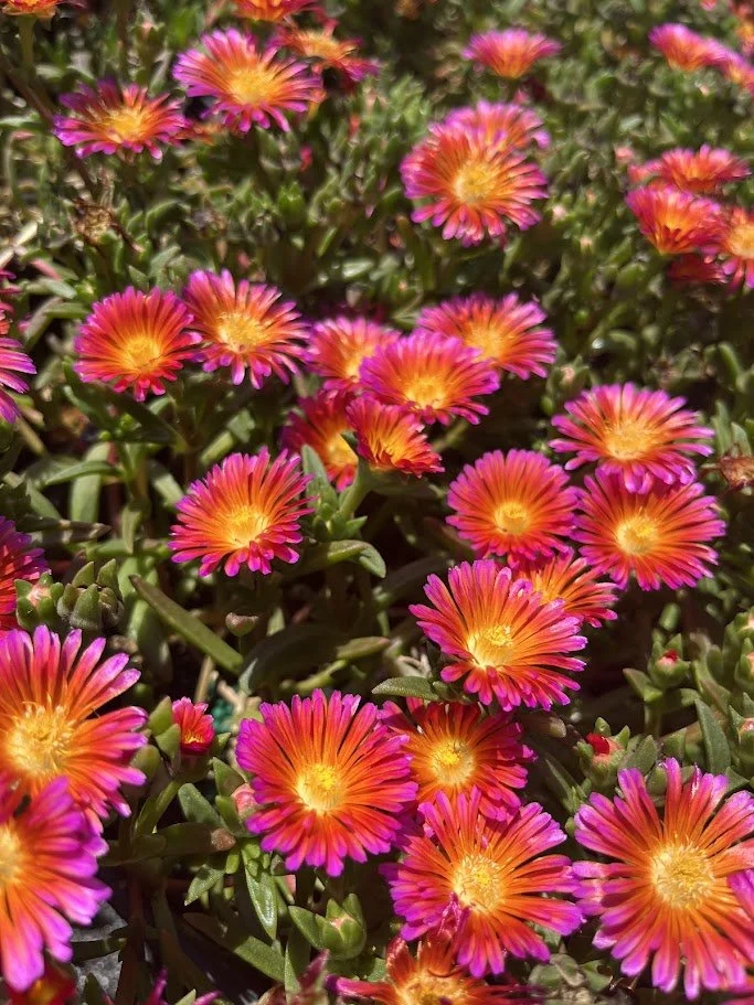 Delosperma 'Ocean Sunset™ orange glow