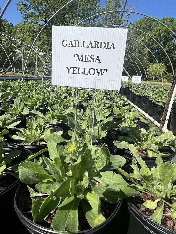 MESA YELLOW 3.jpg