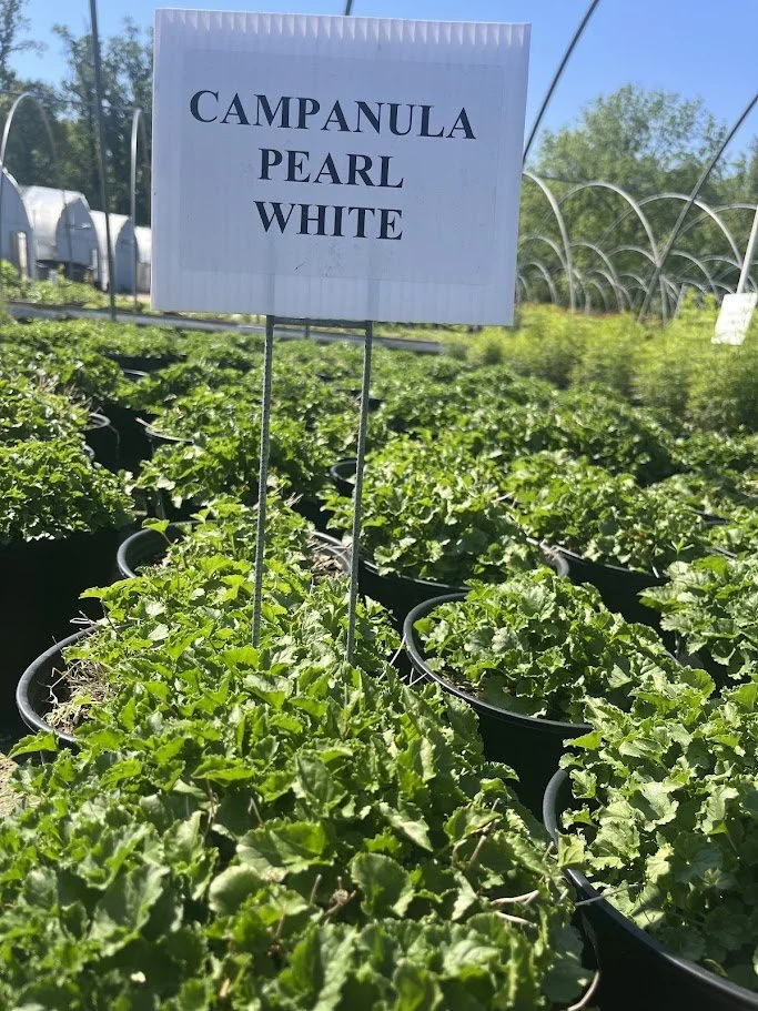 CAMPANULA WHITE.jpg