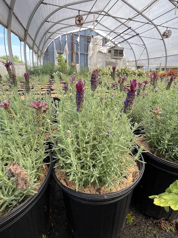 LAVANDULA 2.jpg