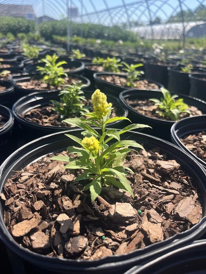 YELLOW WILD INDIGO 2.jpg