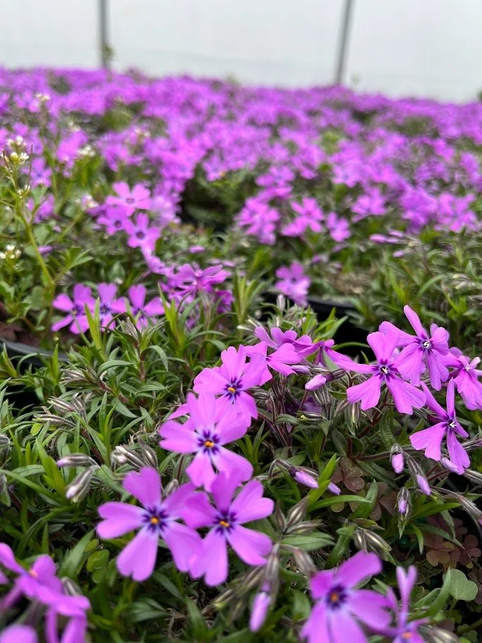 PHLOX PURPLE 1.jpg