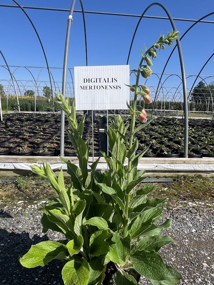 MERTONENSIS 2.jpg