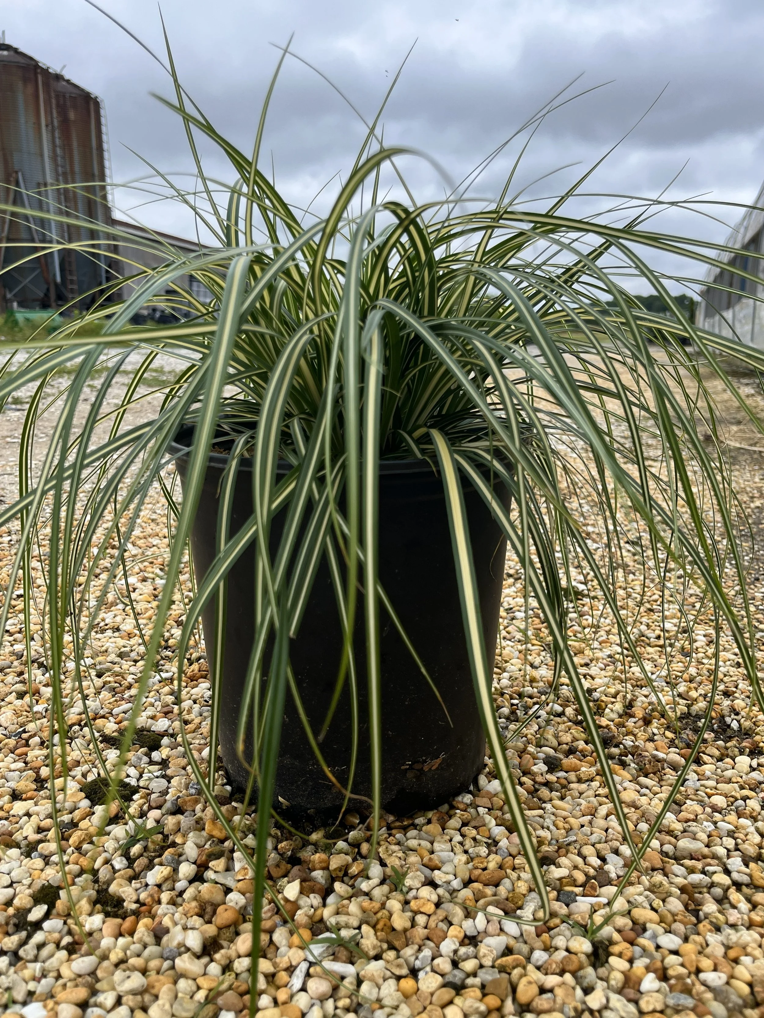 CAREX EVERGOLD #4.jpg