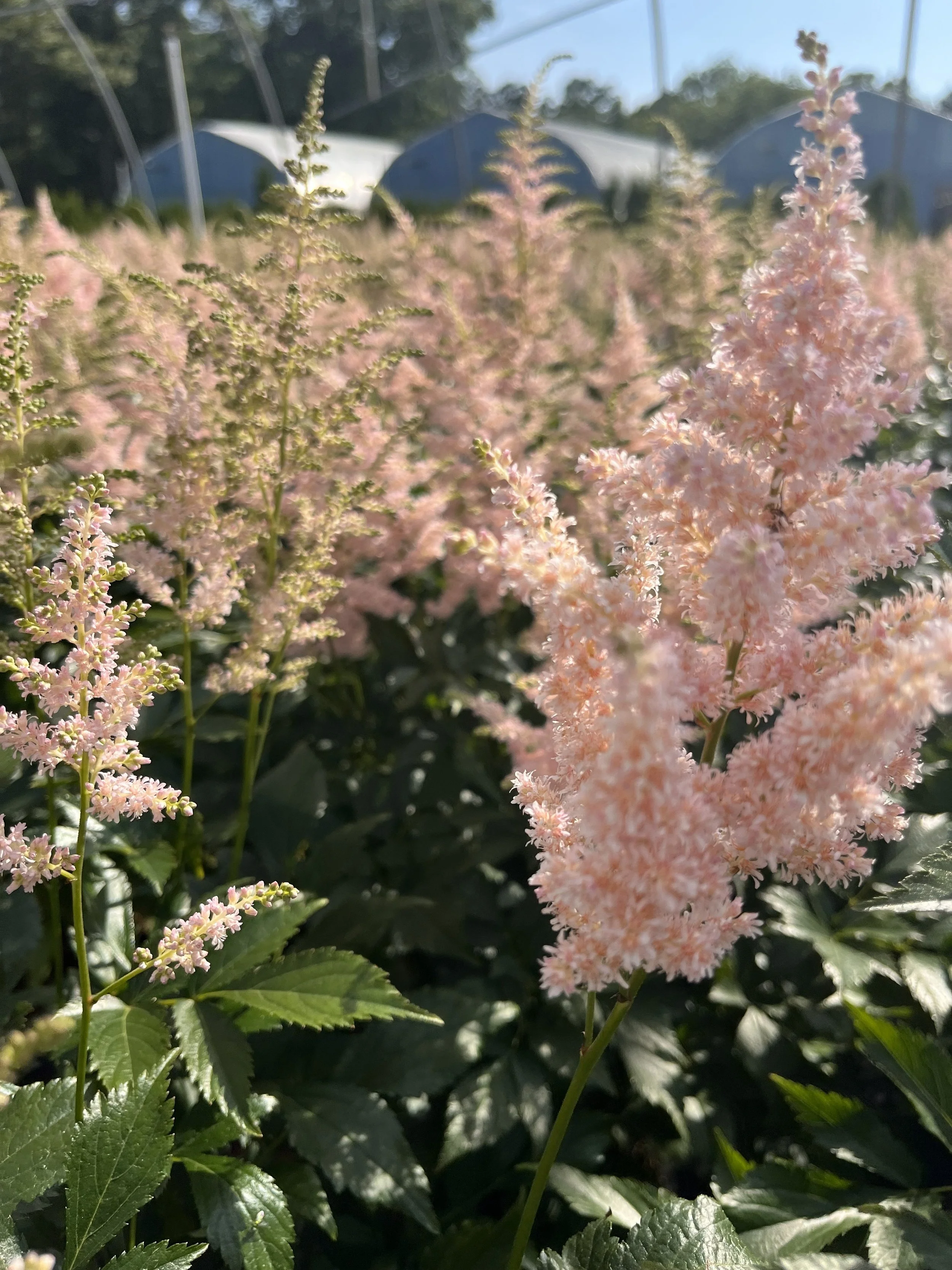 ASTILBE #5.jpg