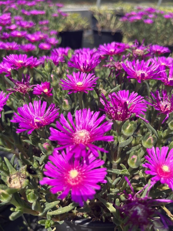 Delosperma 'Cooperi'