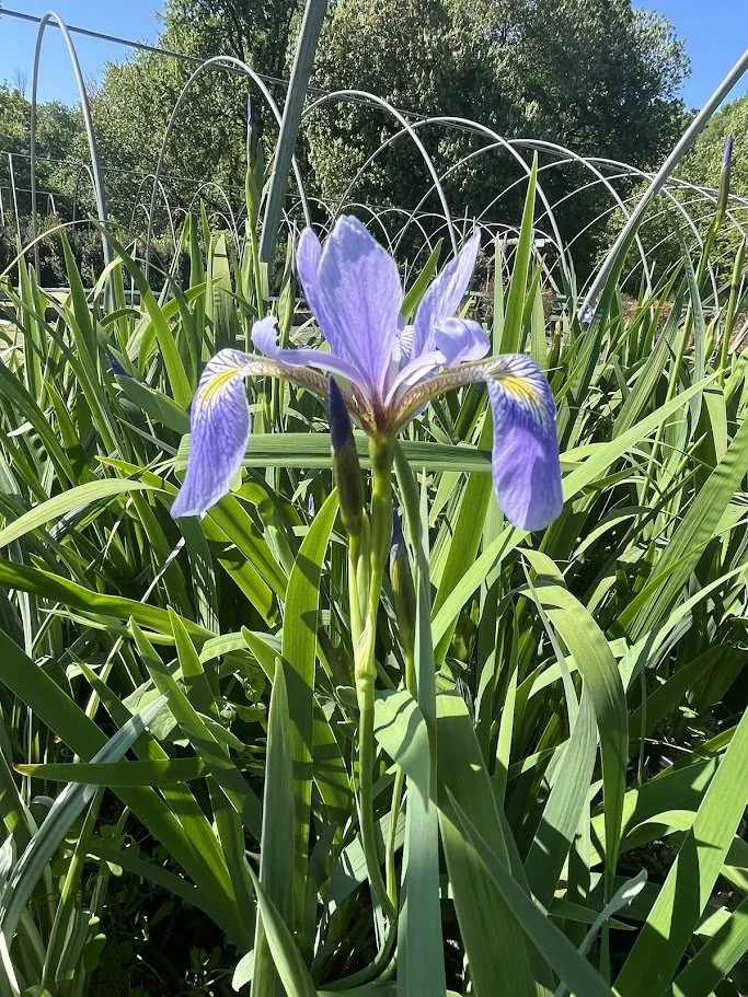 IRIS VERSICOLOR.jpg