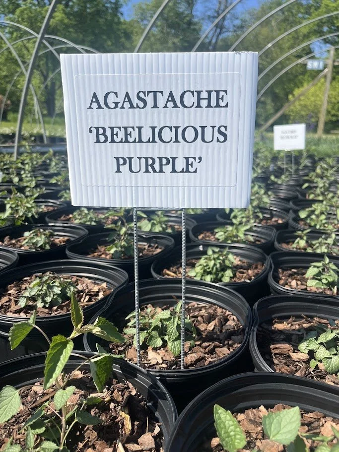 BEELICIOUS PURPLE.jpg