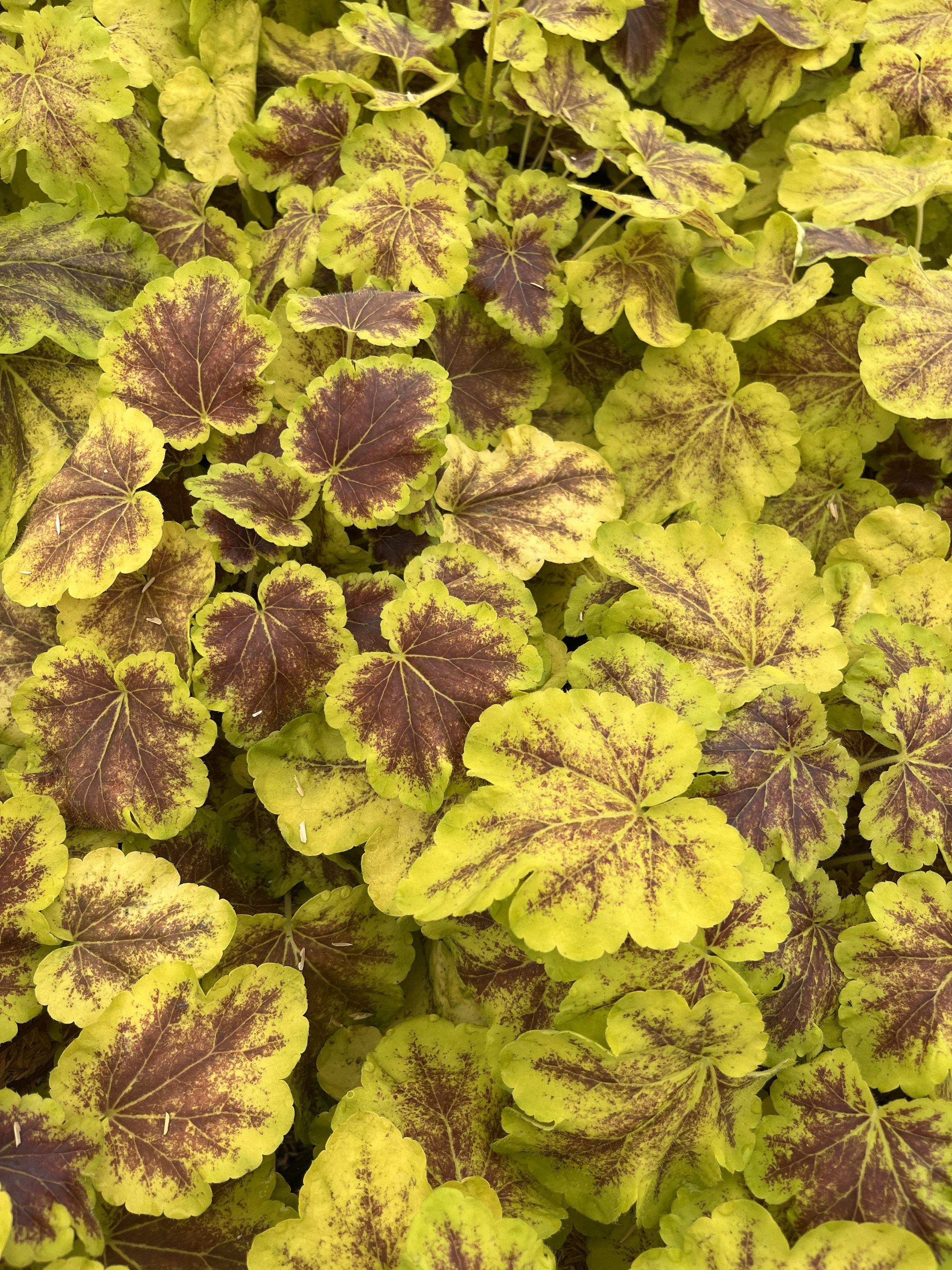 HEUCHERA 'SOLAR ECLIPSE'