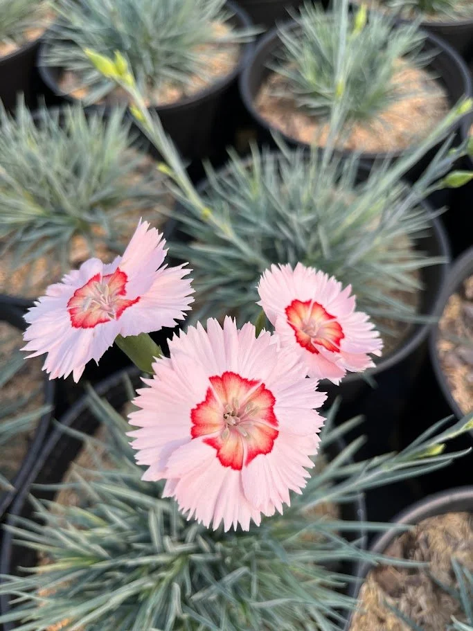 dianthus georgia peach.jpg