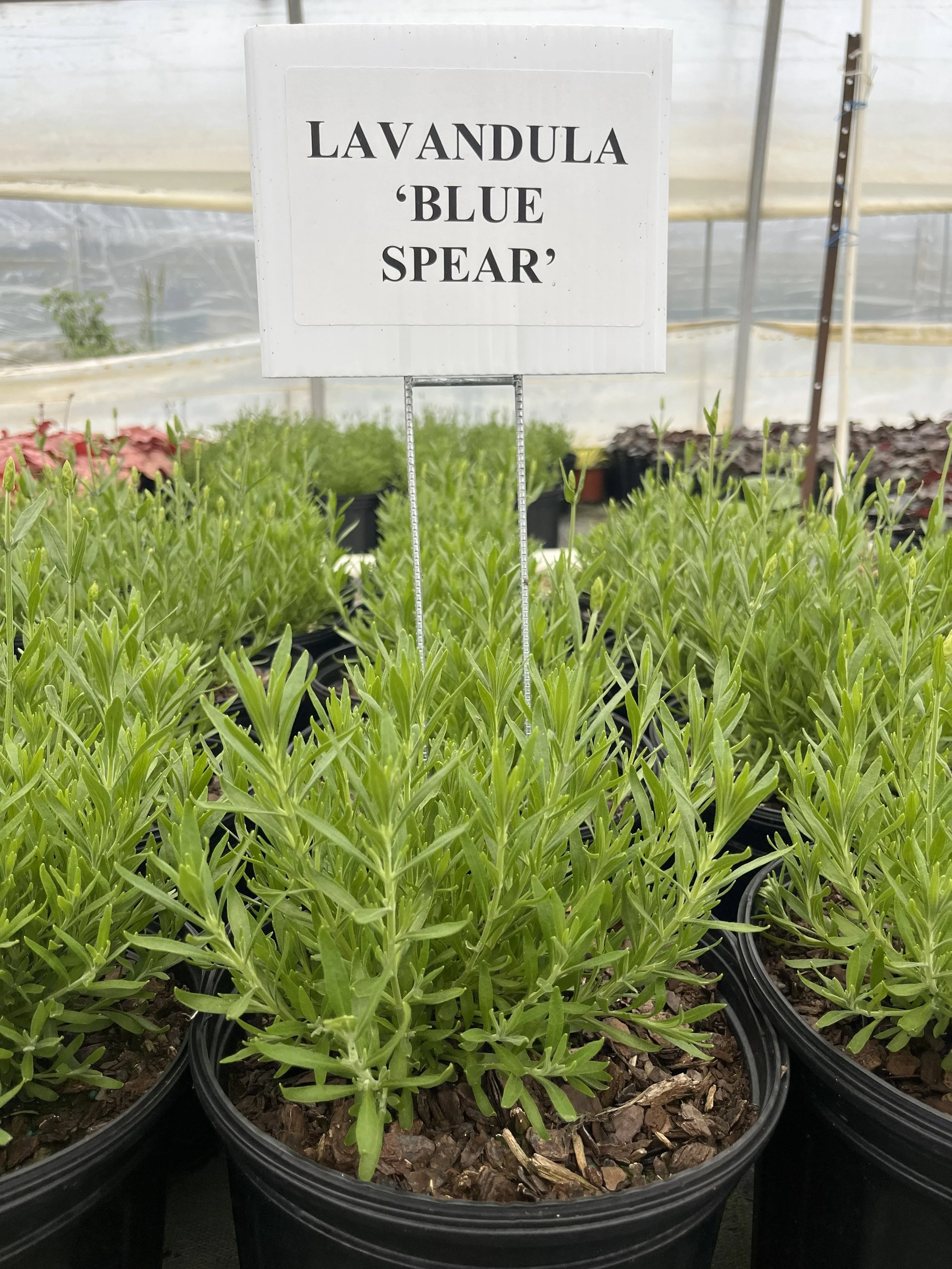 BLUE SPEAR #1.jpg