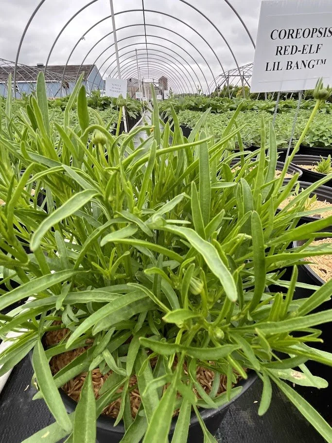 Coreopsis 'Red-Elf Lil Bang'