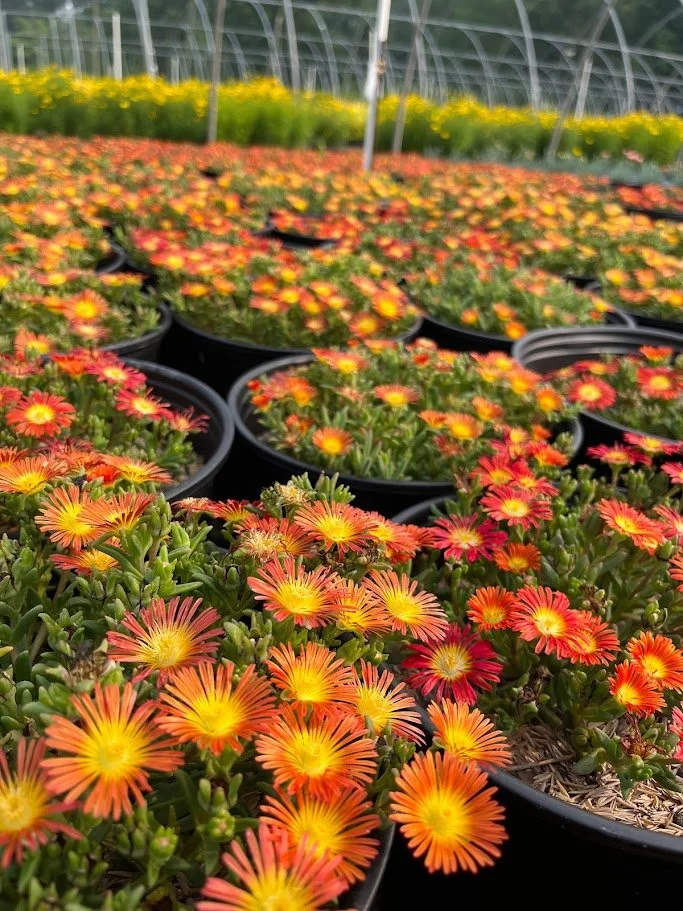 Delosperma 'Jewel of Desert Sunstone'
