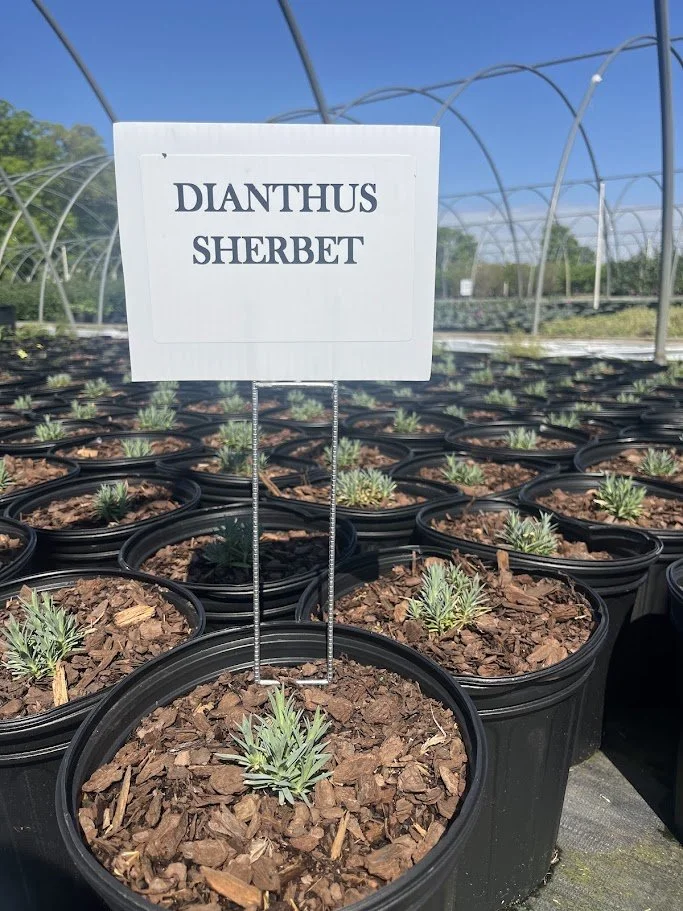 DIANTHUS SHERBET.jpg