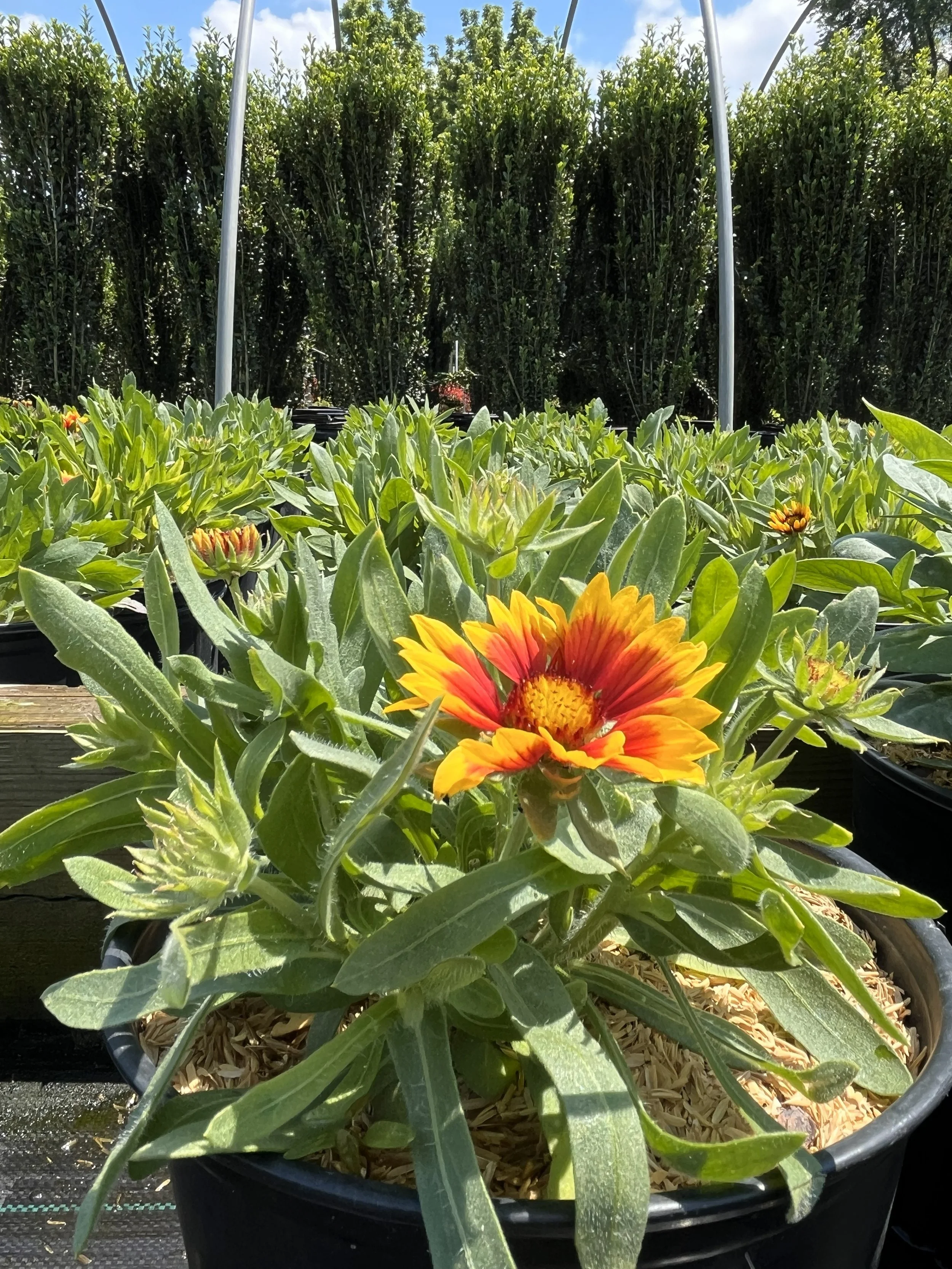 GAILLARDIA ARIZONA SUN #4.jpg