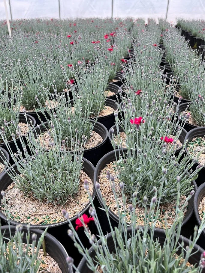 dianthus in line.jpg