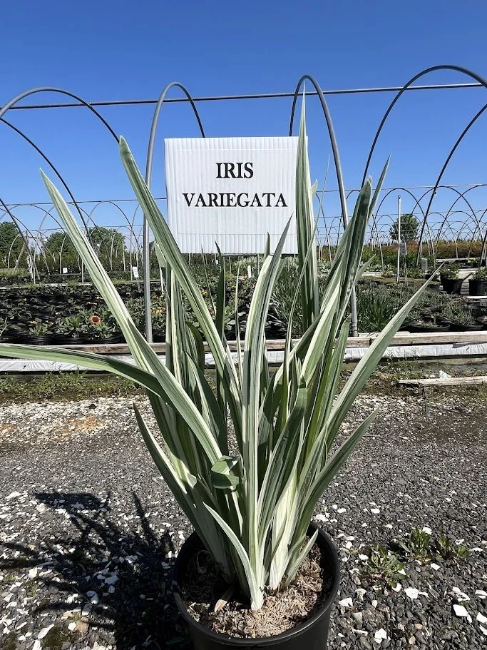 IRIS VARIEGATA 2.jpg