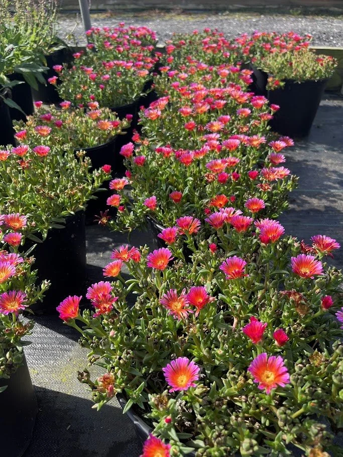 delosperma.jpg