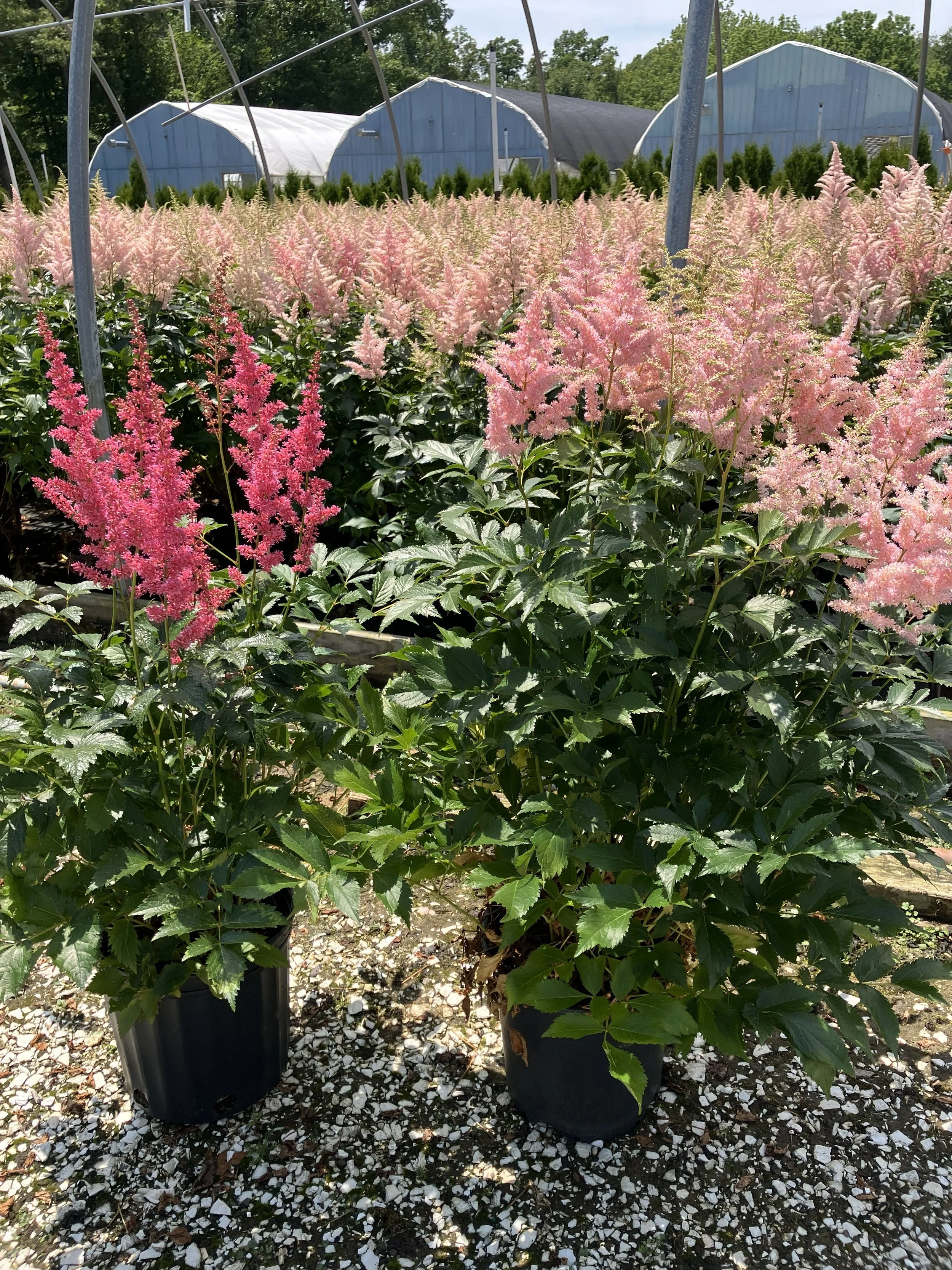 ASTILBE VARIETIES