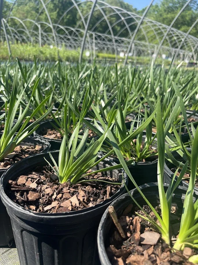 ALLIUM