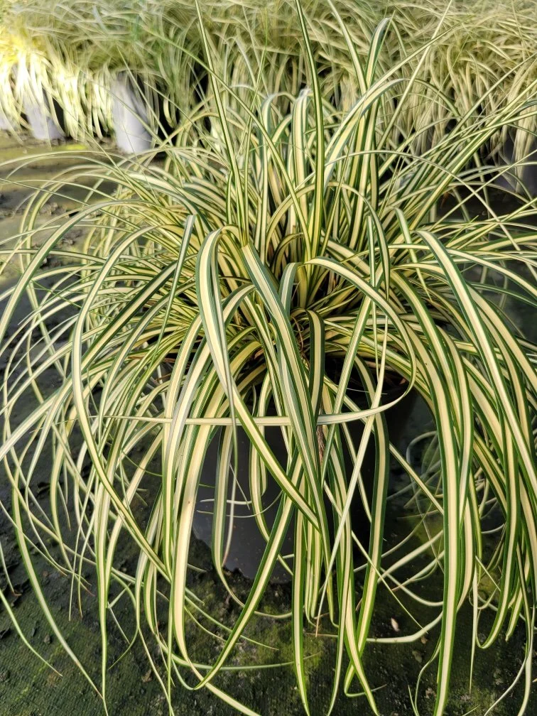 CAREX EVERGOLD #1.JPG