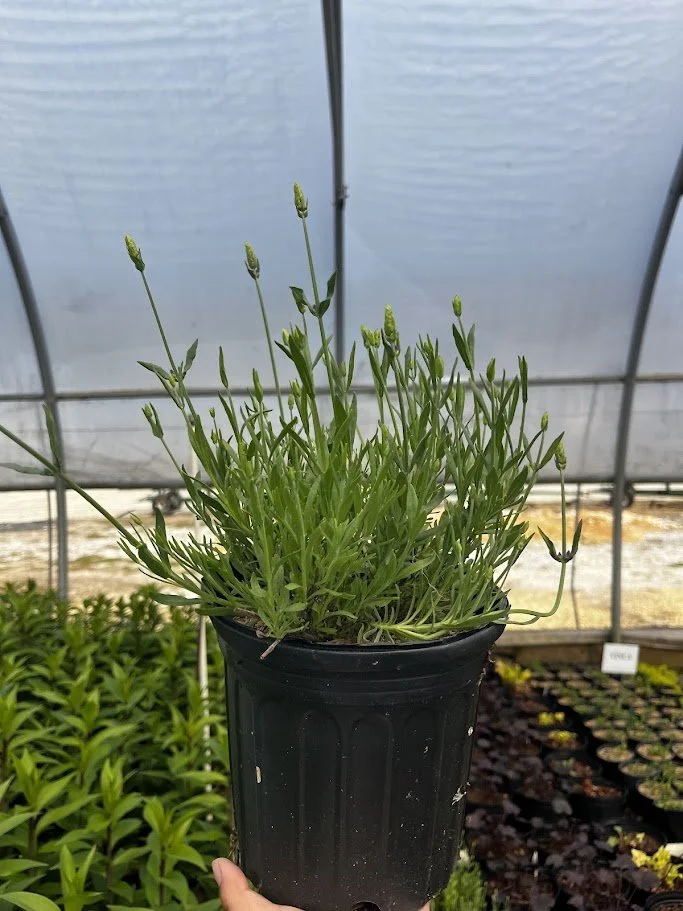 LAVANDULA 4.jpg