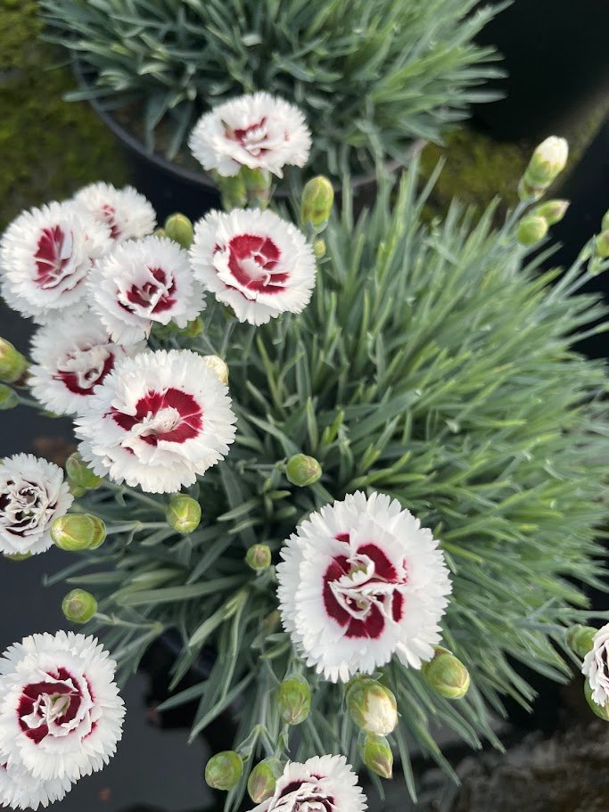 Dianthus' Coconut Surprise'