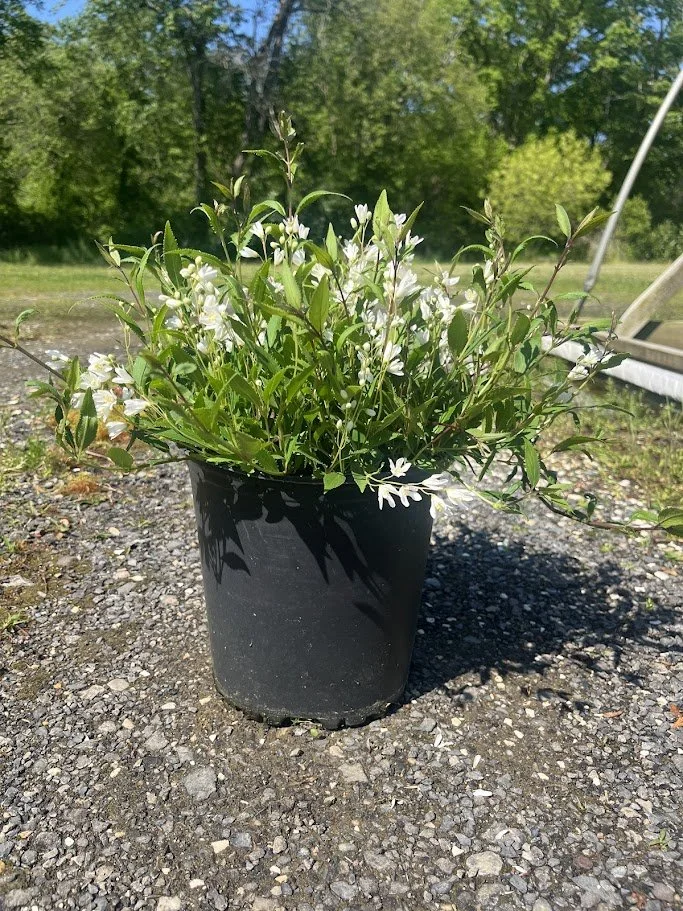DEUTZIA.jpg
