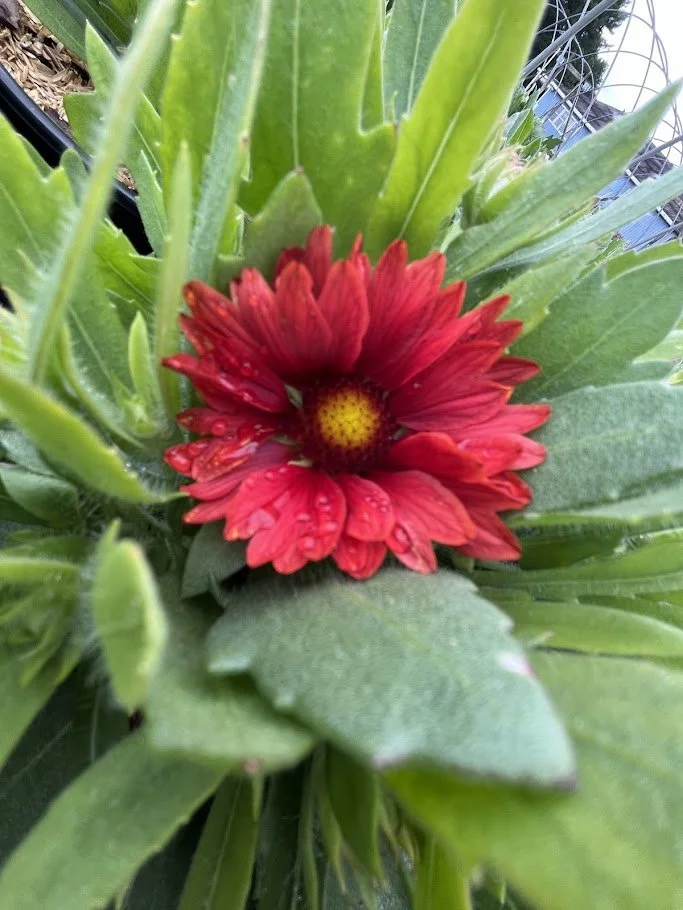GAILLARDIA 'MESA RED'