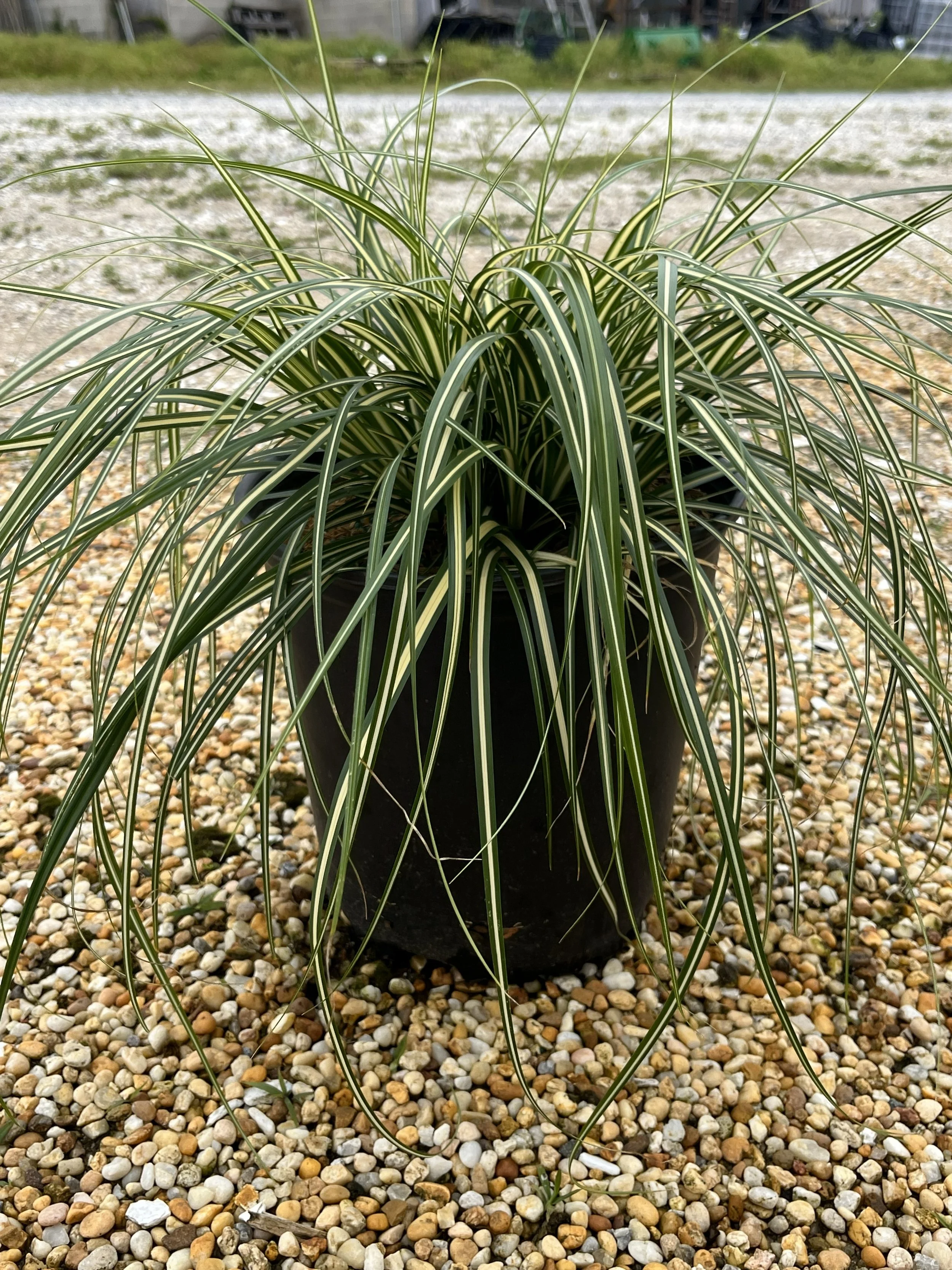 CAREX EVERGOLD #2.jpg