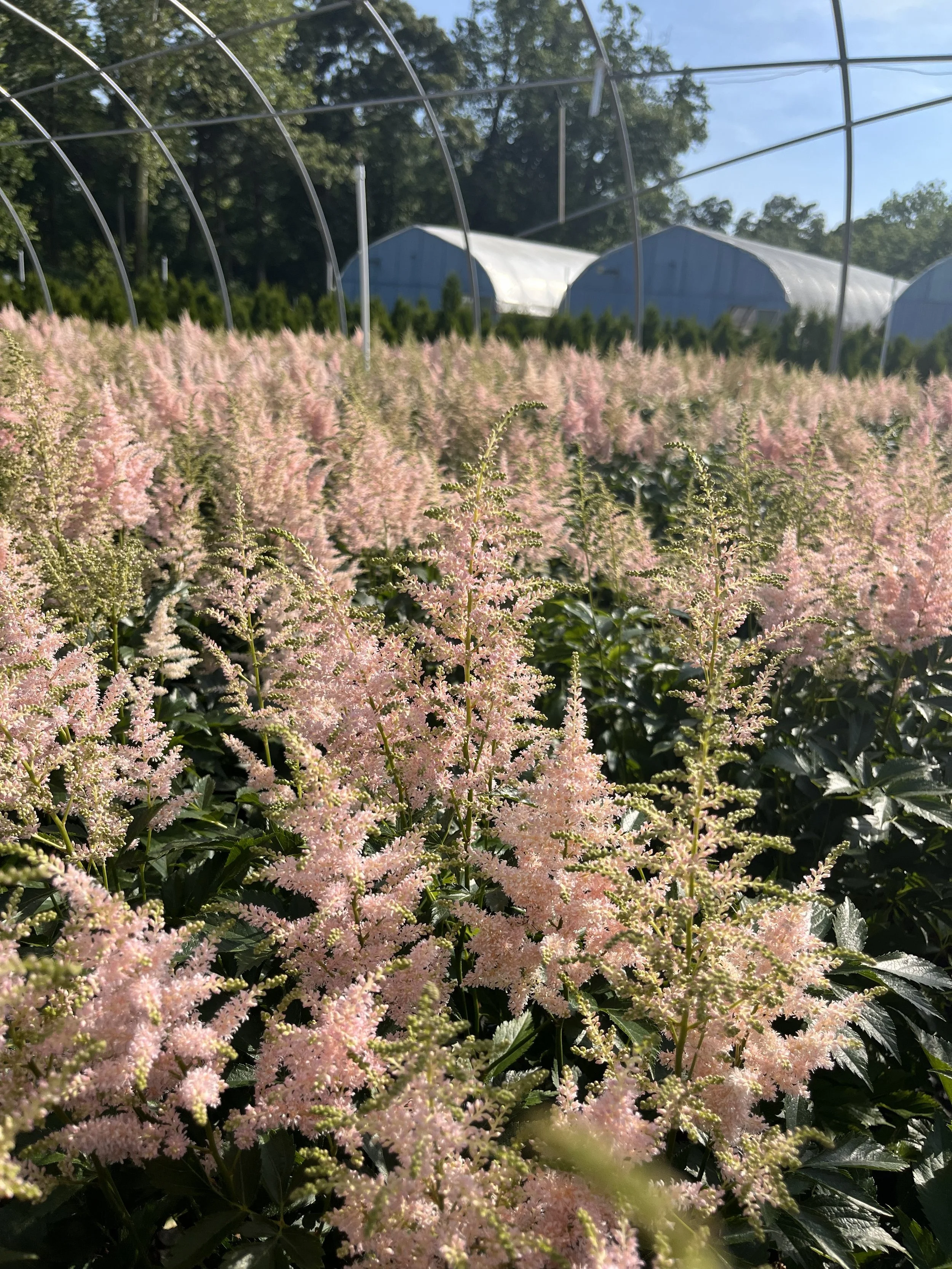 ASTILBE #4.jpg