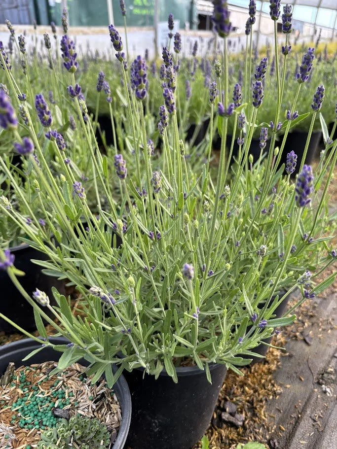 LAVANDULA 3.jpeg